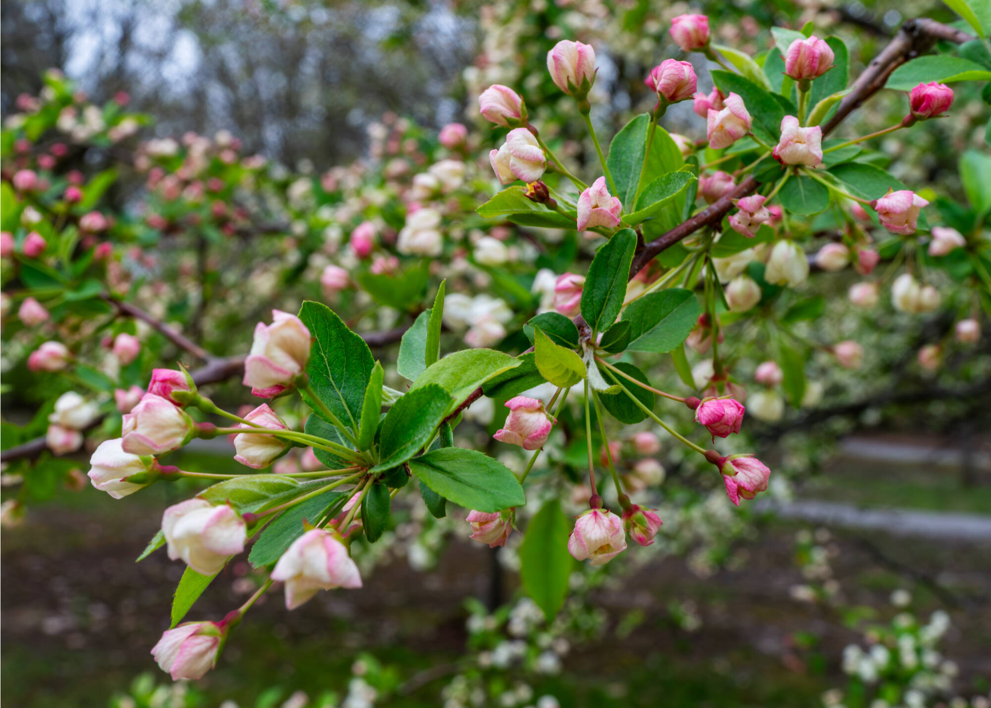 campus beauty, a pink flower bloom